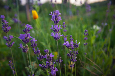 blooming lavenderの写真素材