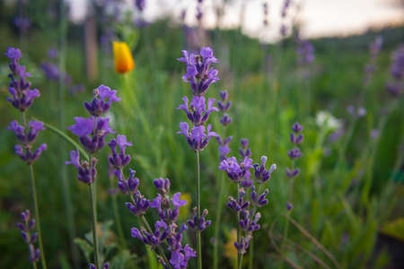 blooming lavenderの写真素材
