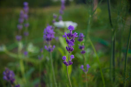 blooming lavenderの写真素材