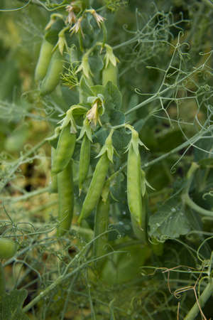 Green peas in the garden. Growing peas in the garden. Stems, flowers and pods of peas.の写真素材
