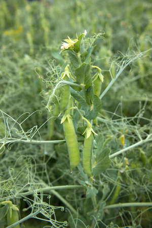 Green peas in the garden. Growing peas in the garden. Stems, flowers and pods of peas.の写真素材