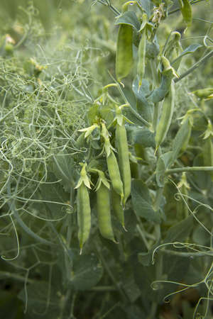 Green peas in the garden. Growing peas in the garden. Stems, flowers and pods of peas.の写真素材