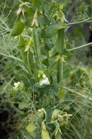 Green peas in the garden. Growing peas in the garden. Stems, flowers and pods of peas.の写真素材