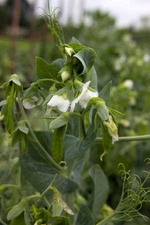 Green peas in the garden. Growing peas in the garden. Stems, flowers and pods of peas.の写真素材