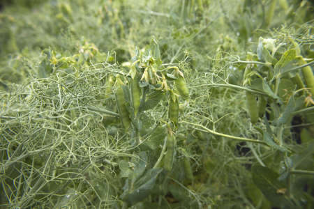 Green peas in the garden. Growing peas in the garden. Stems, flowers and pods of peas.の写真素材