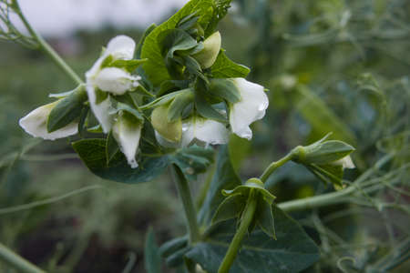 Green peas in the garden. Growing peas in the garden. Stems, flowers and pods of peas.の写真素材