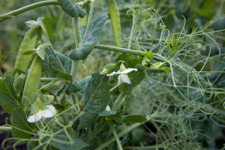 Green peas in the garden. Growing peas in the garden. Stems, flowers and pods of peas.の写真素材