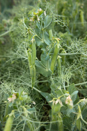 Green peas in the garden. Growing peas in the garden. Stems, flowers and pods of peas.の写真素材