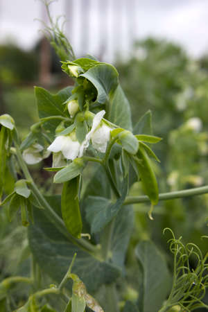 Green peas in the garden. Growing peas in the garden. Stems, flowers and pods of peas.の写真素材