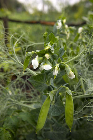 Green peas in the garden. Growing peas in the garden. Stems, flowers and pods of peas.の写真素材