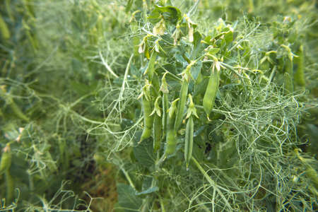 Green peas in the garden. Growing peas in the garden. Stems, flowers and pods of peas.の写真素材