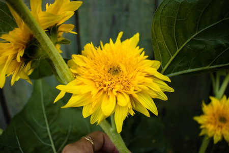 Sunflower, orange flowersの写真素材