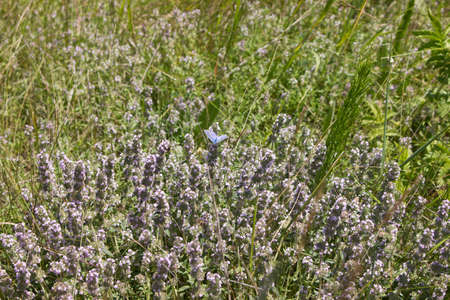 Thyme growing in a meadowの写真素材
