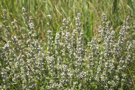 Thyme growing in a meadowの写真素材