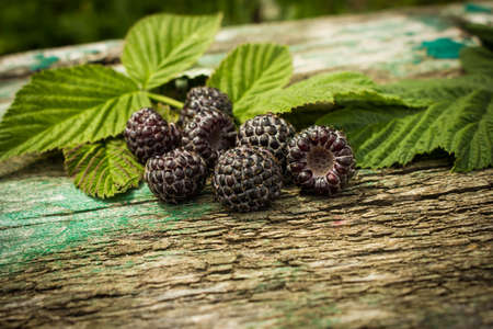 Fresh berries of black raspberries.の写真素材