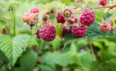 A branch of raspberry. Crimson Bush.