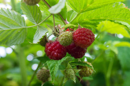 A branch of raspberry. Crimson Bush.