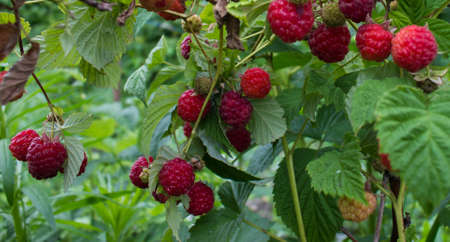 A branch of raspberry. Crimson Bush.