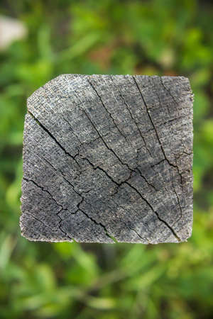 tree. background image. The texture of the board.の写真素材
