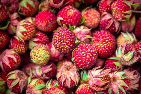 Meadow strawberries, wild berries, wild strawberriesの写真素材