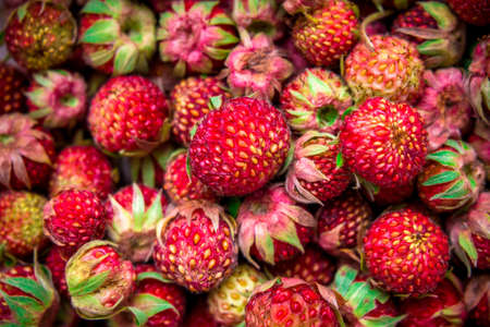 Meadow strawberries, wild berries, wild strawberriesの写真素材