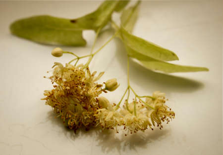 Lime branch, medicinal plantの写真素材