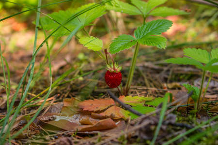 strawberries, summer berries, in a forest clearingの写真素材