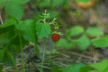 strawberries, summer berries, in a forest clearingの写真素材