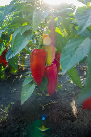 pepper growing in the garden on a sunny dayの写真素材