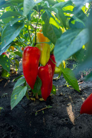 pepper growing in the garden on a sunny dayの写真素材