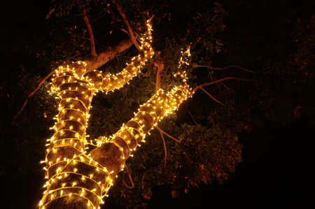 Christmas lights decorate the darkness of the tree at night