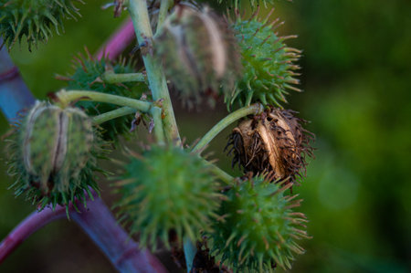 the tartaguero forms pointed balls to spread their seeds