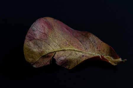 The weather is hard with the fallen leaf that is drying