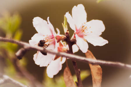 almond blossoms take on color in the sun preparing to bear the tastiest fruitsの写真素材