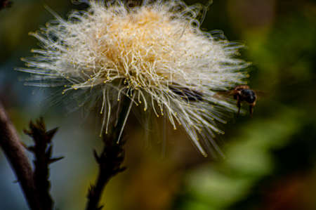the bee looks for its food and that of its community among the threads that form the flower