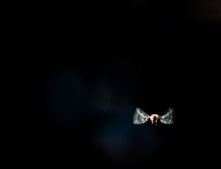 Endemic fly of the Canary Islands in full flight looking for the heat of the sun and the coolness of...