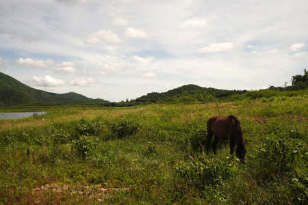 Shot of horse eating grass in its beautiful habitat.の写真素材
