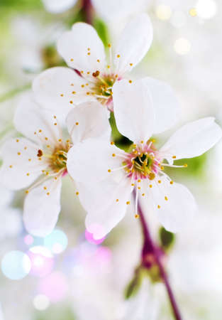 Beautiful flowers of the blossoming cherry tree in the spring timeの写真素材