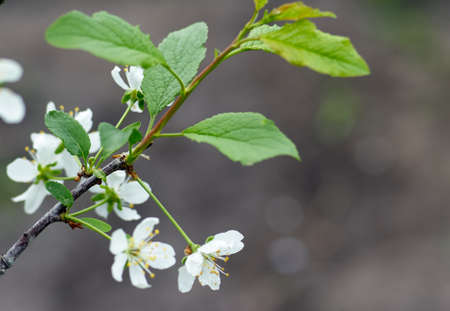Beautiful blossoming cherry tree branch with flowers and leaves in the spring timeの写真素材