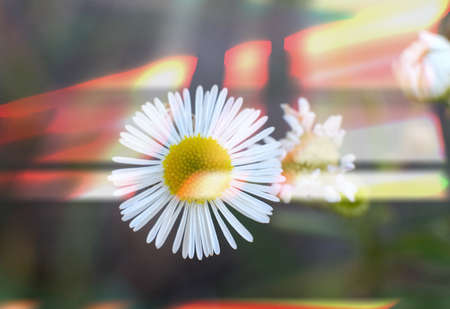 Macro of blooming beautiful white daisies flowers. Lovely blossom daisy flowers, background blured. Beautiful view from above on blossom camomile flowers.の写真素材