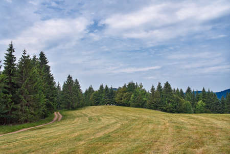 Pine trees near the path through meadow on the hillside. Green flower meadow in the Vosges mountains, France.の写真素材