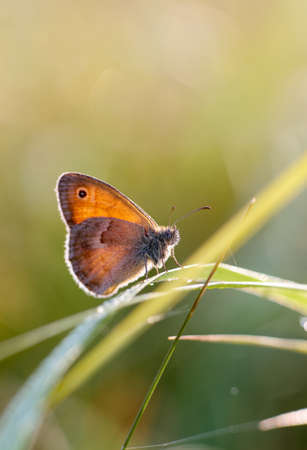 Morning butterfly on green meadow.Small Cute brown butterfly sitting on a blade of grass.Beautiful insect macro.Natural backgroundの写真素材