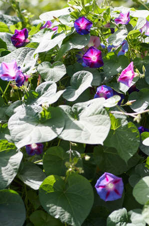 Background of colorful flowers Ipomoea closeup.Green leaf and purple flower of convolvulaceae...