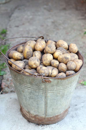 Potatoes in old metal bucket on a ground. Basket of fresh tasty new potatoes placed outdoor.Fall harvestの写真素材