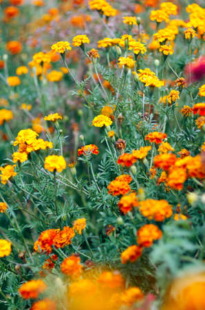 Plantation of Yellow and Orange Flowers in the Garden.Natural background of Marigold and Tagetes flowers in the meadow, selective focusの写真素材