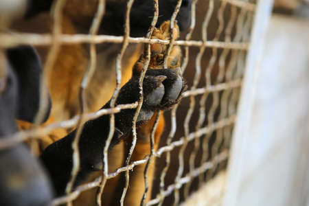 Abandoned dogs in the kennel,homeless dogs behind bars in an animal shelter.Dogs paw behind the...