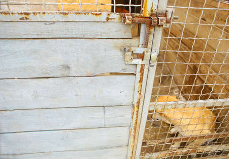 Abandoned dog in the kennel,homeless dog behind bars in an animal shelter.Dog behind the fence looking out through the wire of his cage.の写真素材