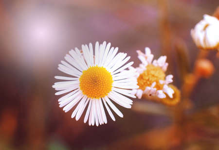 Closeup of a beautiful yellow and white daisy flowers on green nature backgroundの写真素材