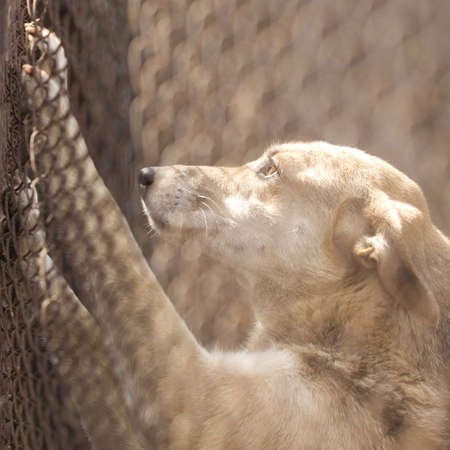 Animal shelter.Boarding home for dogsの写真素材