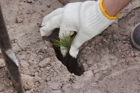 Planting of single plants in the planting hole, hand keep open-rooted seedlingの写真素材